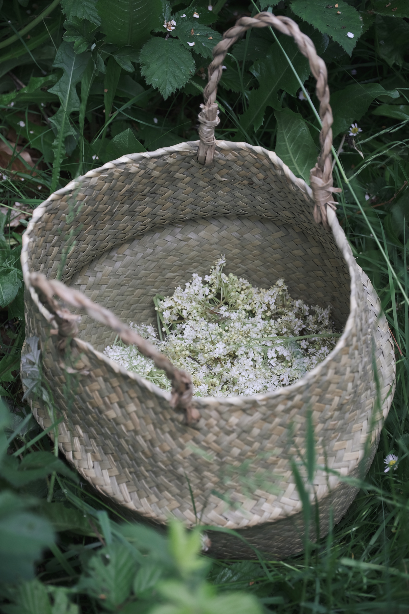 fleurs de sureau dans un panier en osier